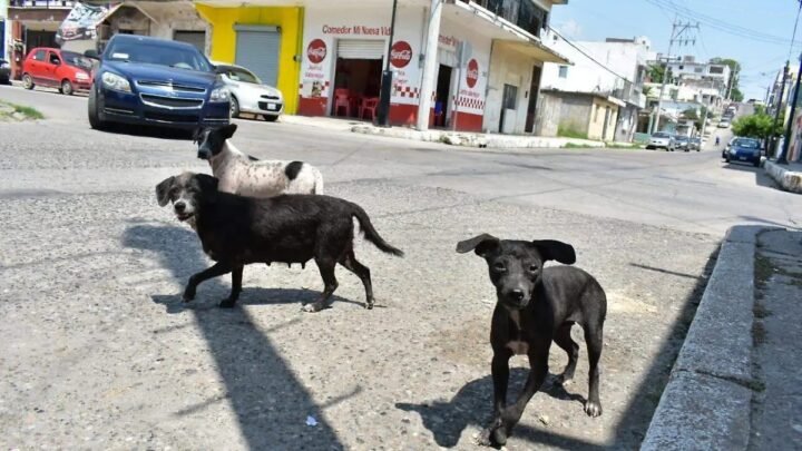 Vecinos De La Miguel Hidalgo Exigen Atención Por Presencia De Perros Que Deambulan Sin Control.