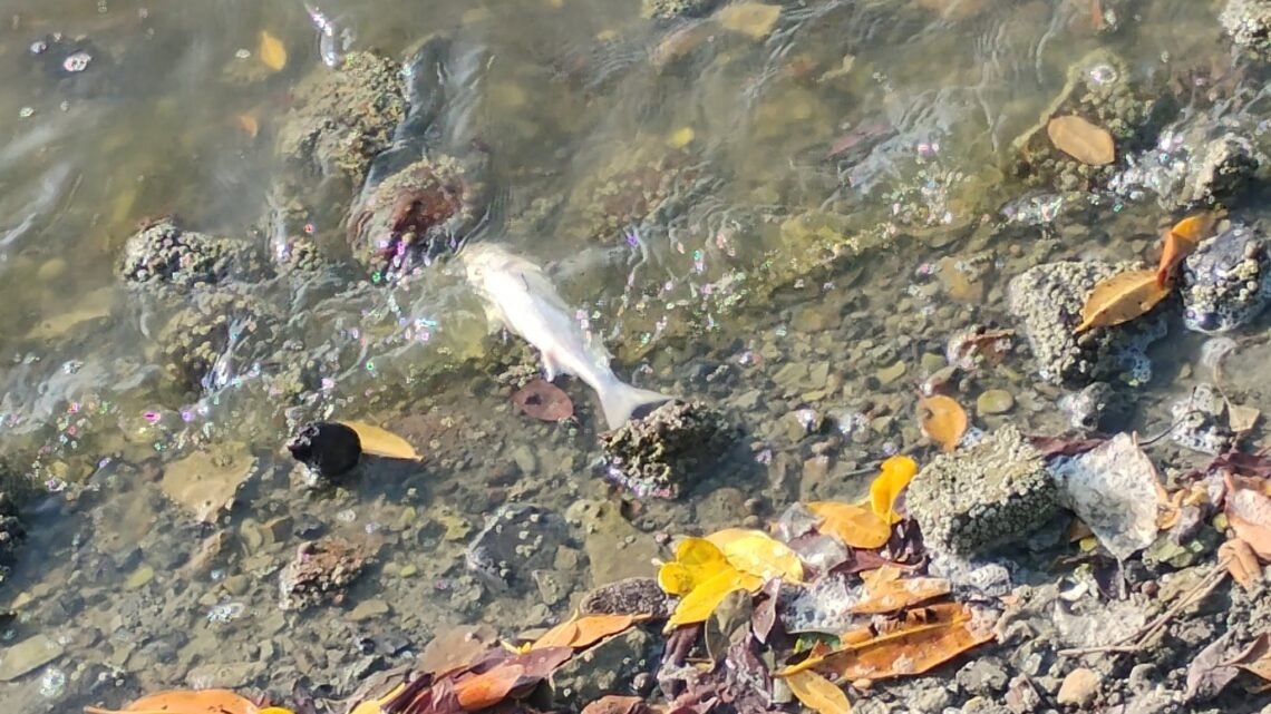 Denuncian Nueva Mortandad De Peces En La Laguna Del Carpintero