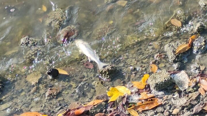 Denuncian Nueva Mortandad De Peces En La Laguna Del Carpintero