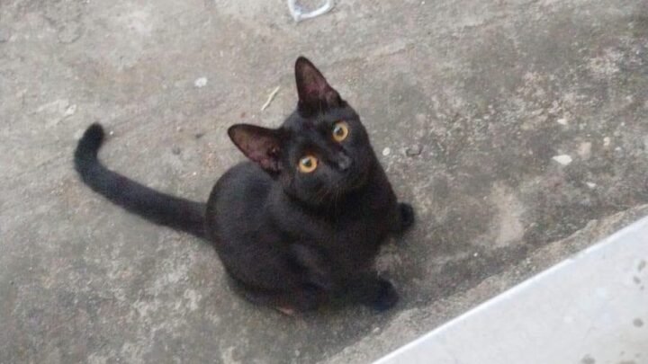 Exhortan A Resguardar Gatos Durante Halloween Para Prevenir El Maltrato Y Actos De Crueldad.