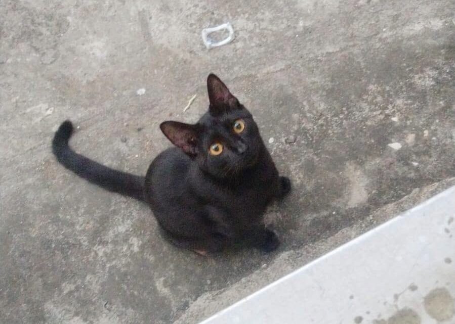 Exhortan A Resguardar Gatos Durante Halloween Para Prevenir El Maltrato Y Actos De Crueldad.