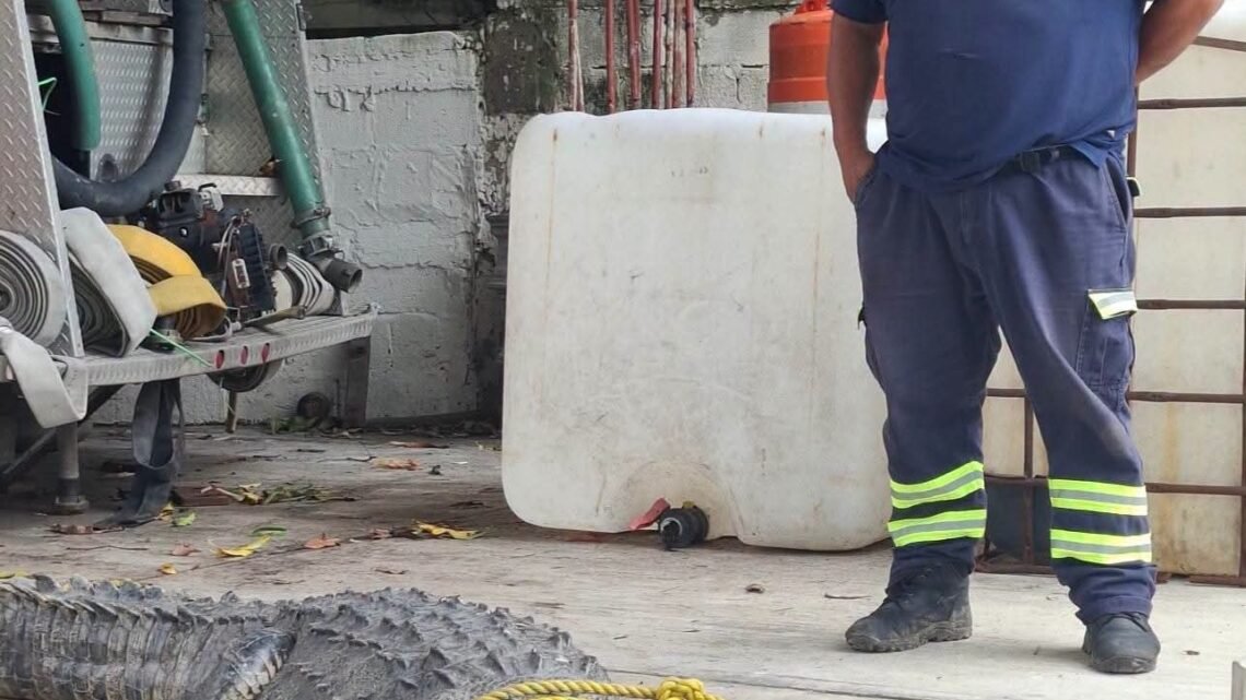 Disminuye Captura De Cocodrilos En Ciudad Madero; Reportan Hasta 50 Ejemplares En 2026.